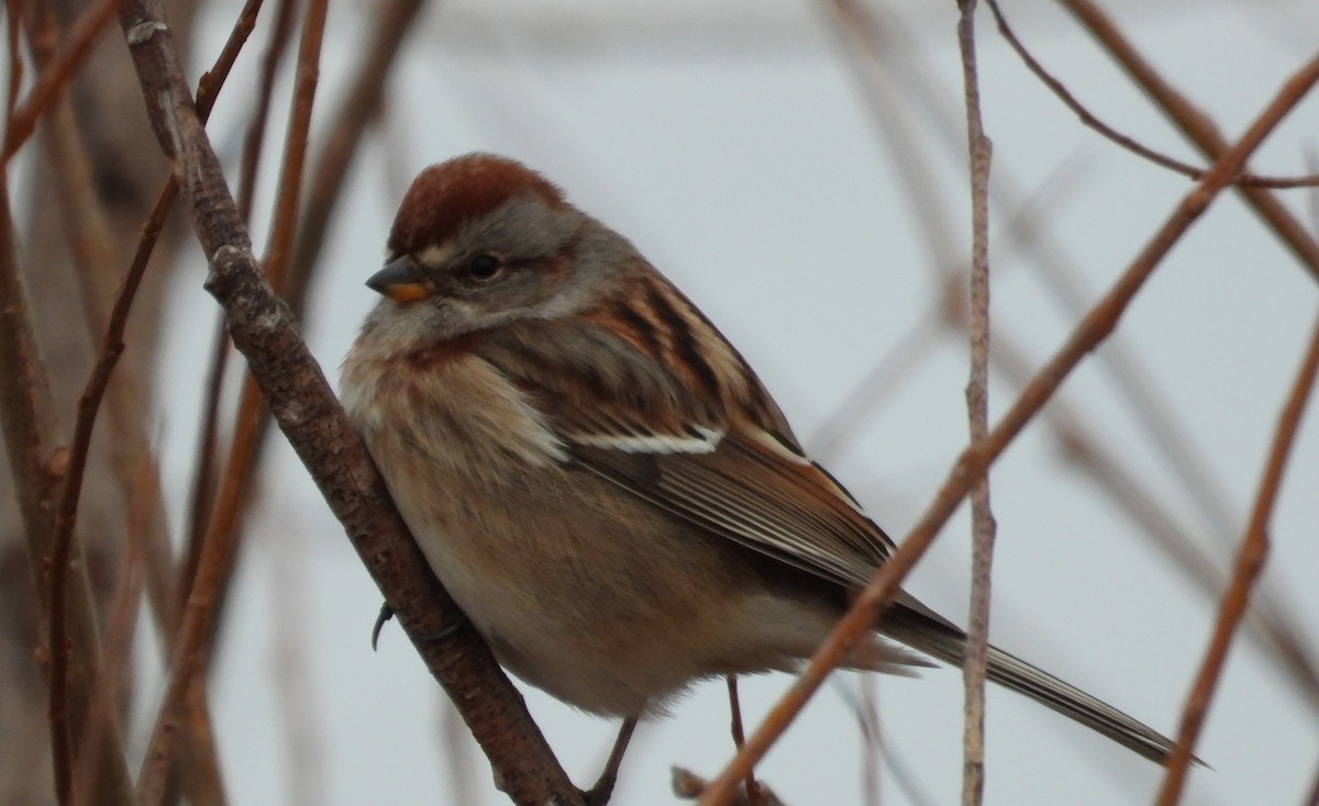 American Tree Sparrow - ML612940292