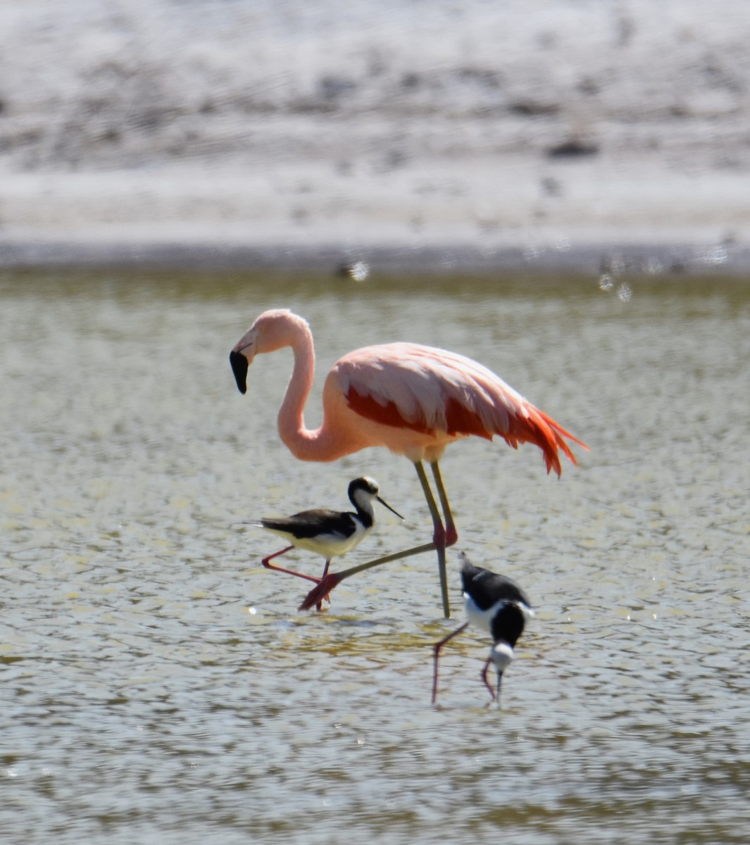 Chilean Flamingo - Victor Leber