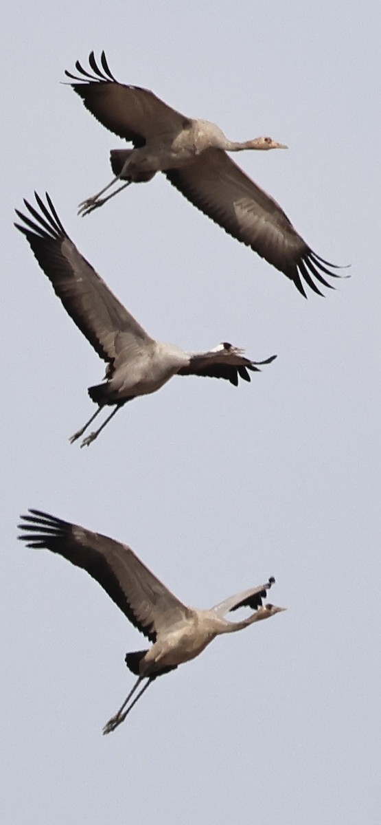 Хархираа тогоруу - ML612940491