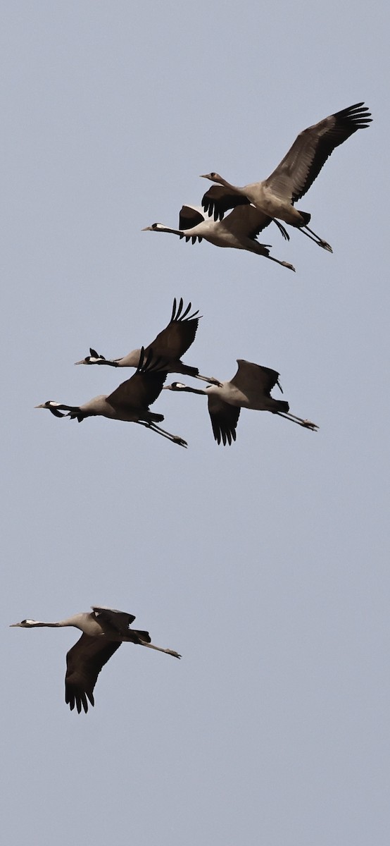 Хархираа тогоруу - ML612940492