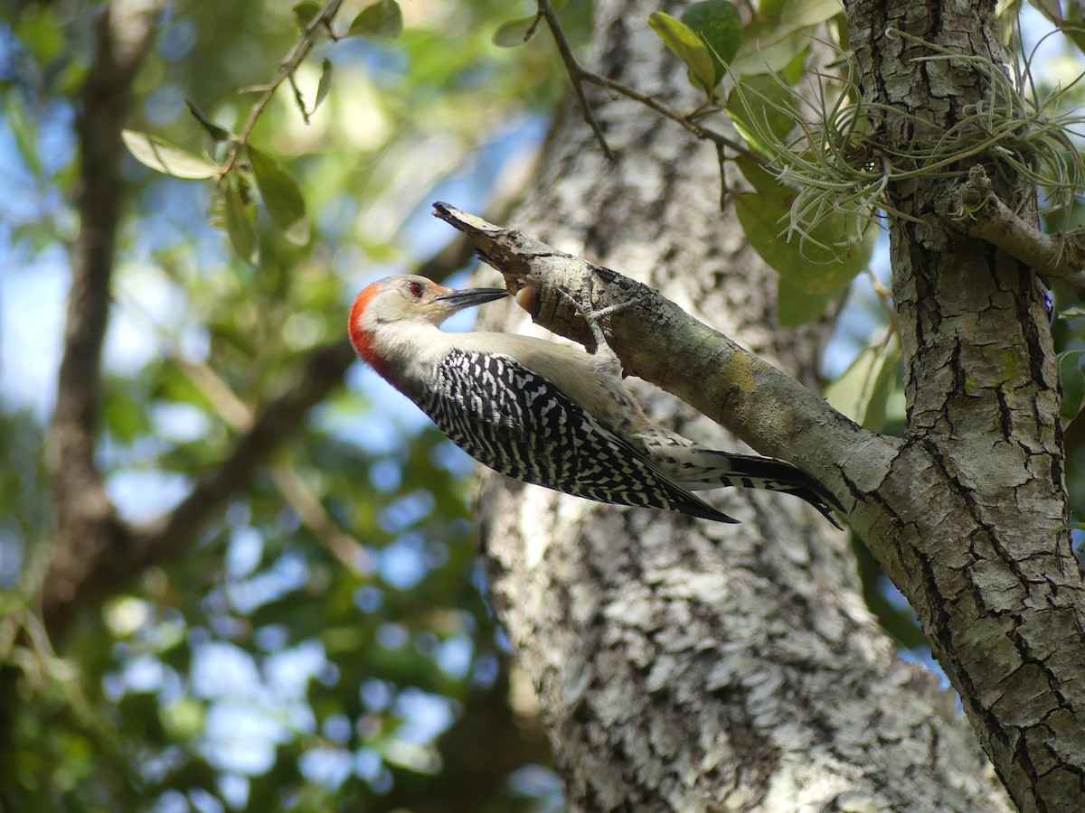 Red-bellied Woodpecker - ML612940562