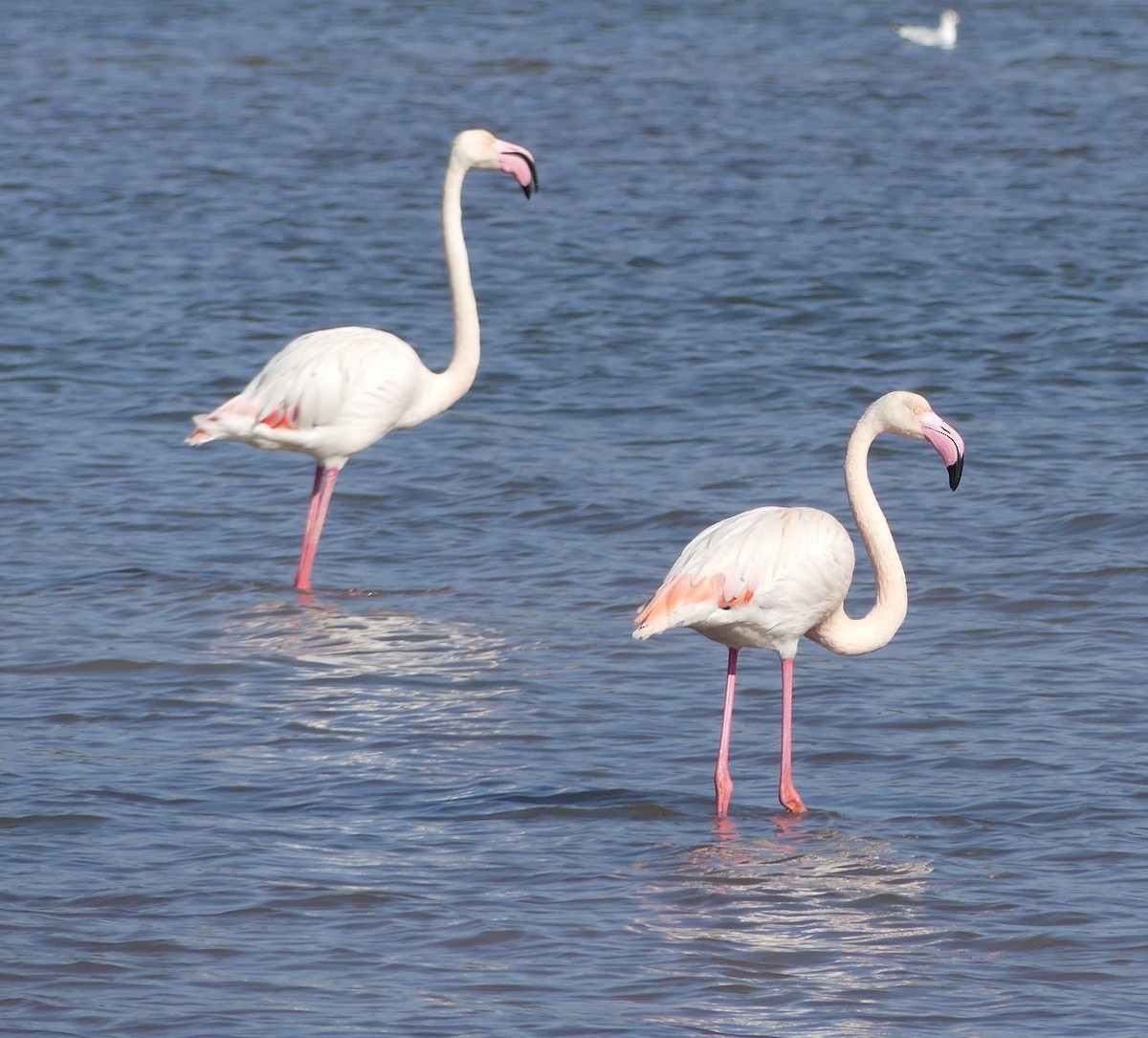 Greater Flamingo - ML612940663