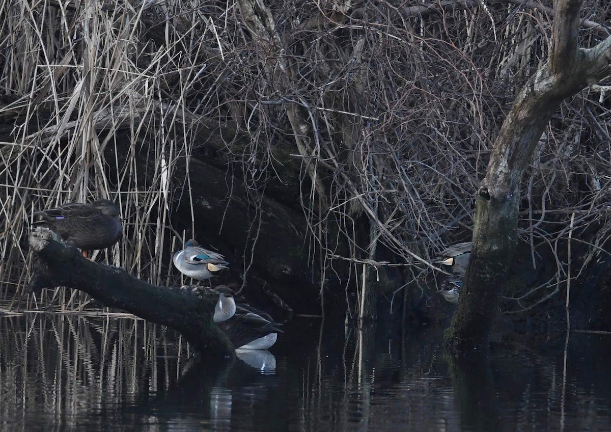 Green-winged Teal - ML612940666