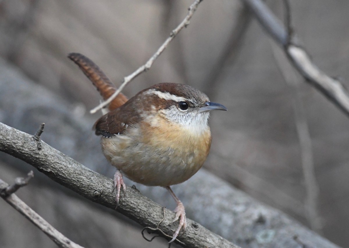 Carolina Wren - ML612940677