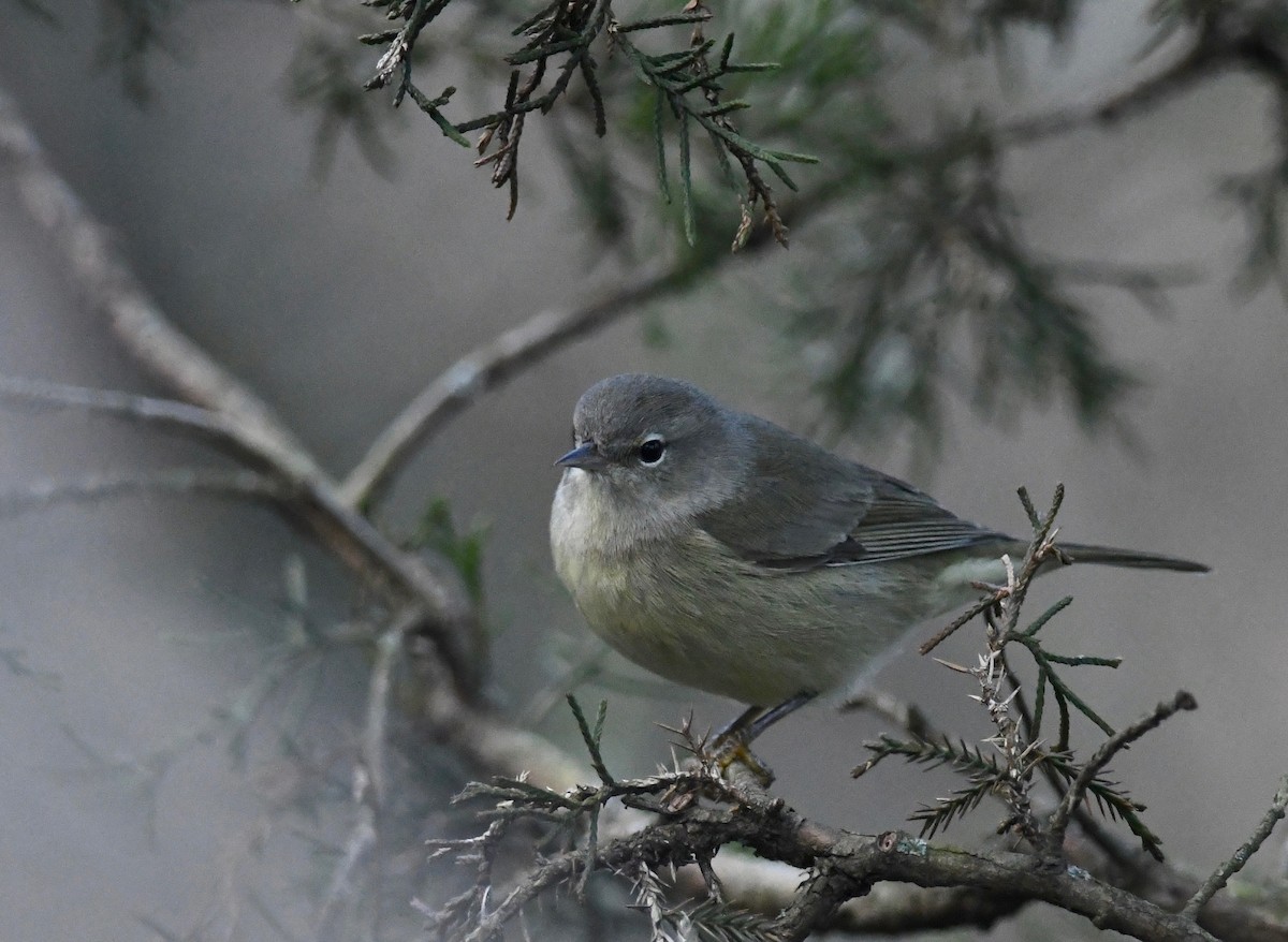 Orange-crowned Warbler - Peter Paul