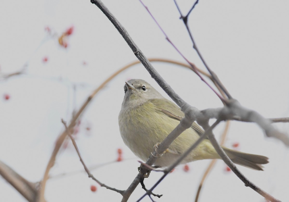 Orange-crowned Warbler - Peter Paul