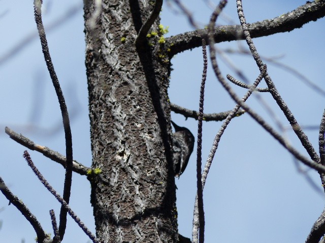 Black-backed Woodpecker - ML61294071