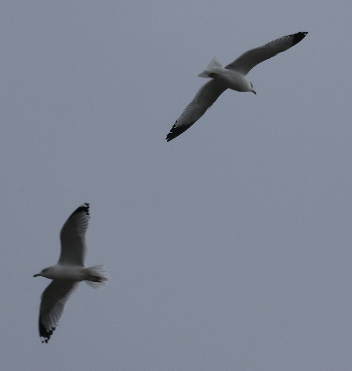 Ring-billed Gull - ML612940711