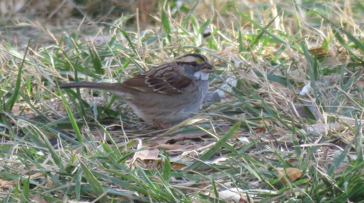 White-throated Sparrow - Howard Stephenson