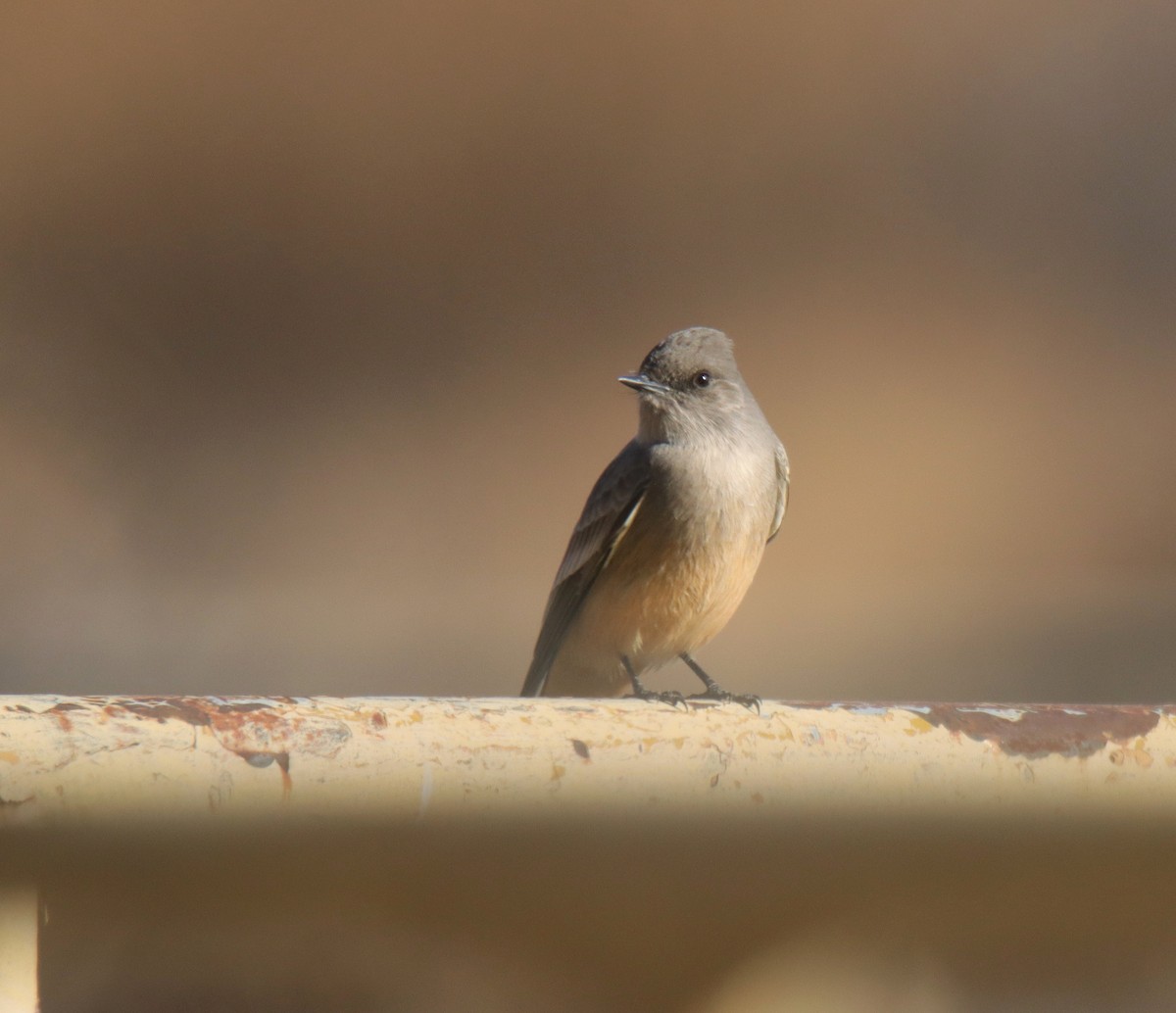 Say's Phoebe - ML612940724