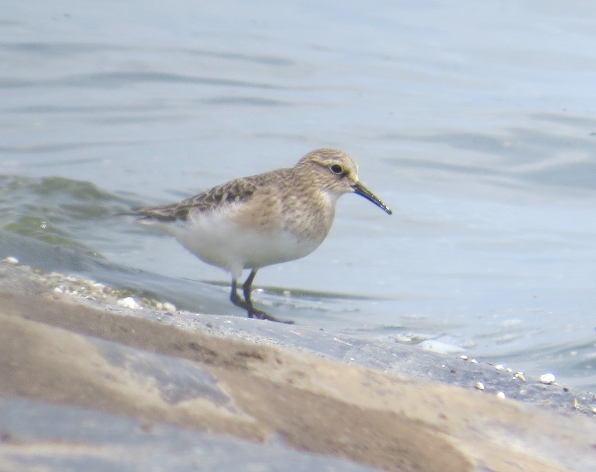 Baird's Sandpiper - ML612940731