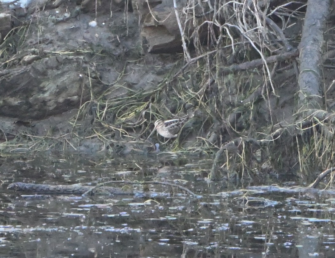 Wilson's Snipe - ML612940743