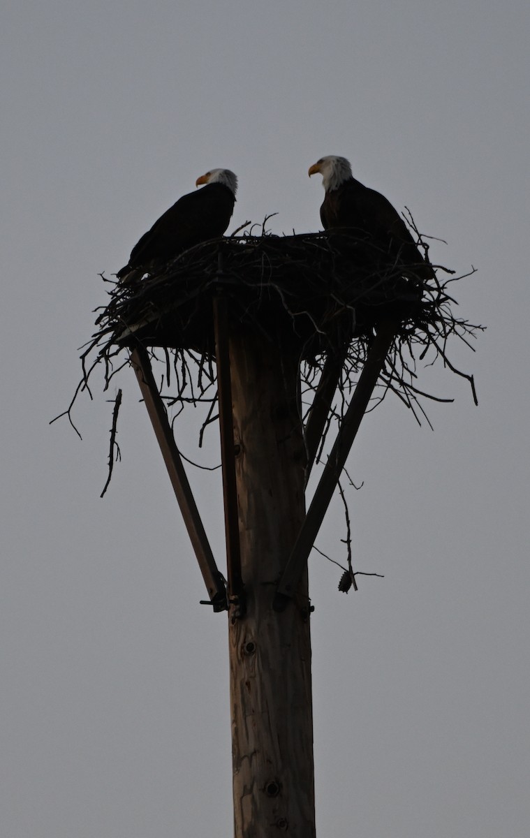 Bald Eagle - ML612940764