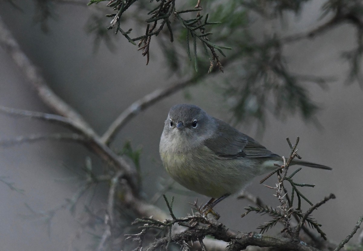 Orange-crowned Warbler - ML612940780