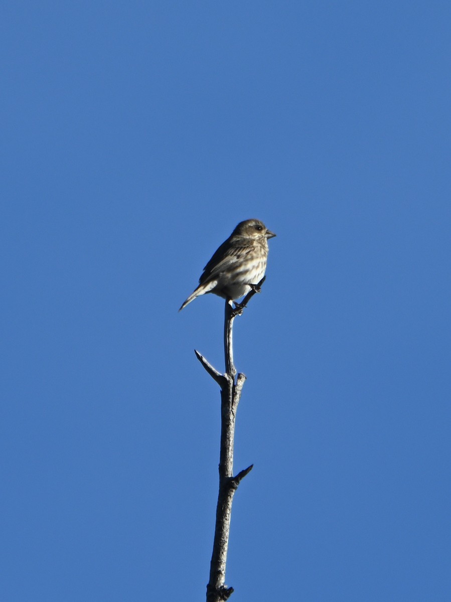 Purple Finch - ML612940785