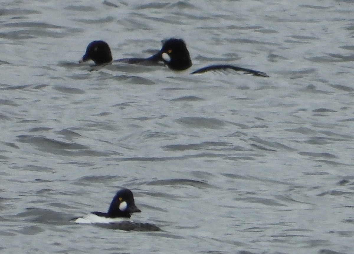 Common Goldeneye - ML612940795