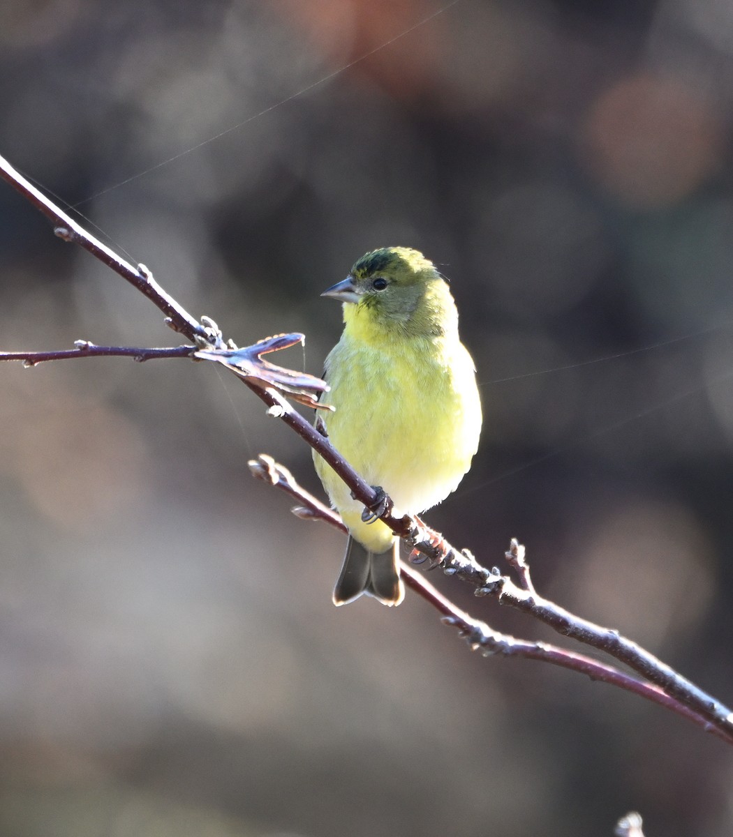 Lesser Goldfinch - ML612940801