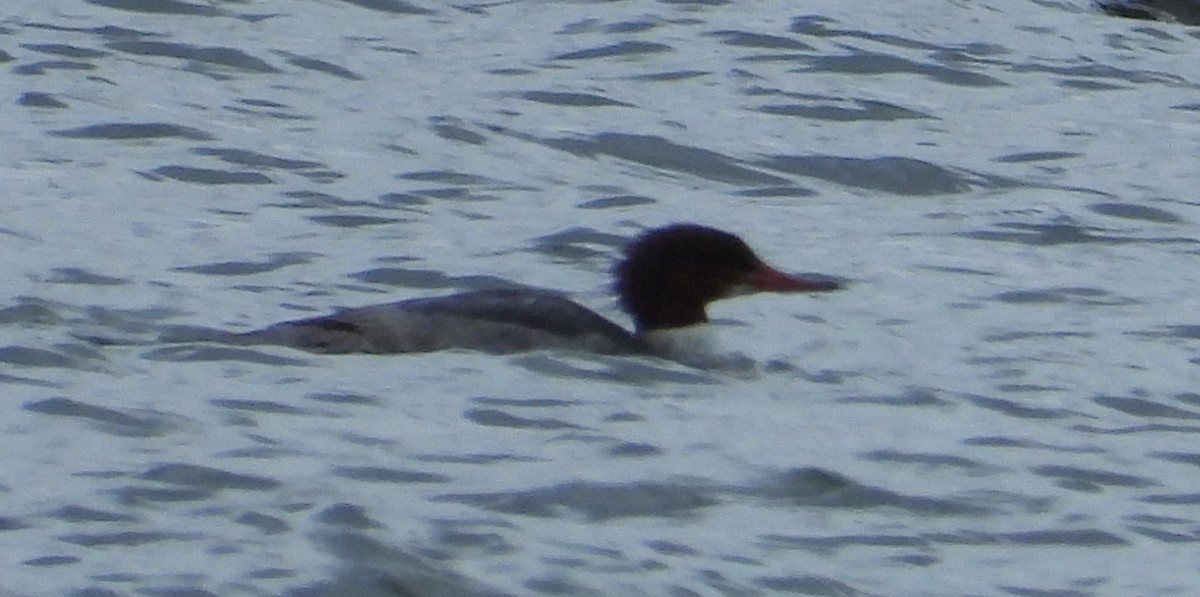 Common Merganser - ML612940806