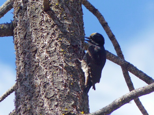 Black-backed Woodpecker - ML61294081