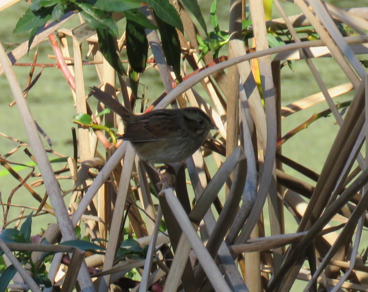 Swamp Sparrow - ML612940822