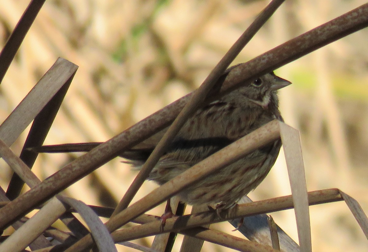 Swamp Sparrow - ML612940823