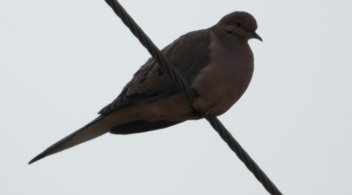 Mourning Dove - ML612940828