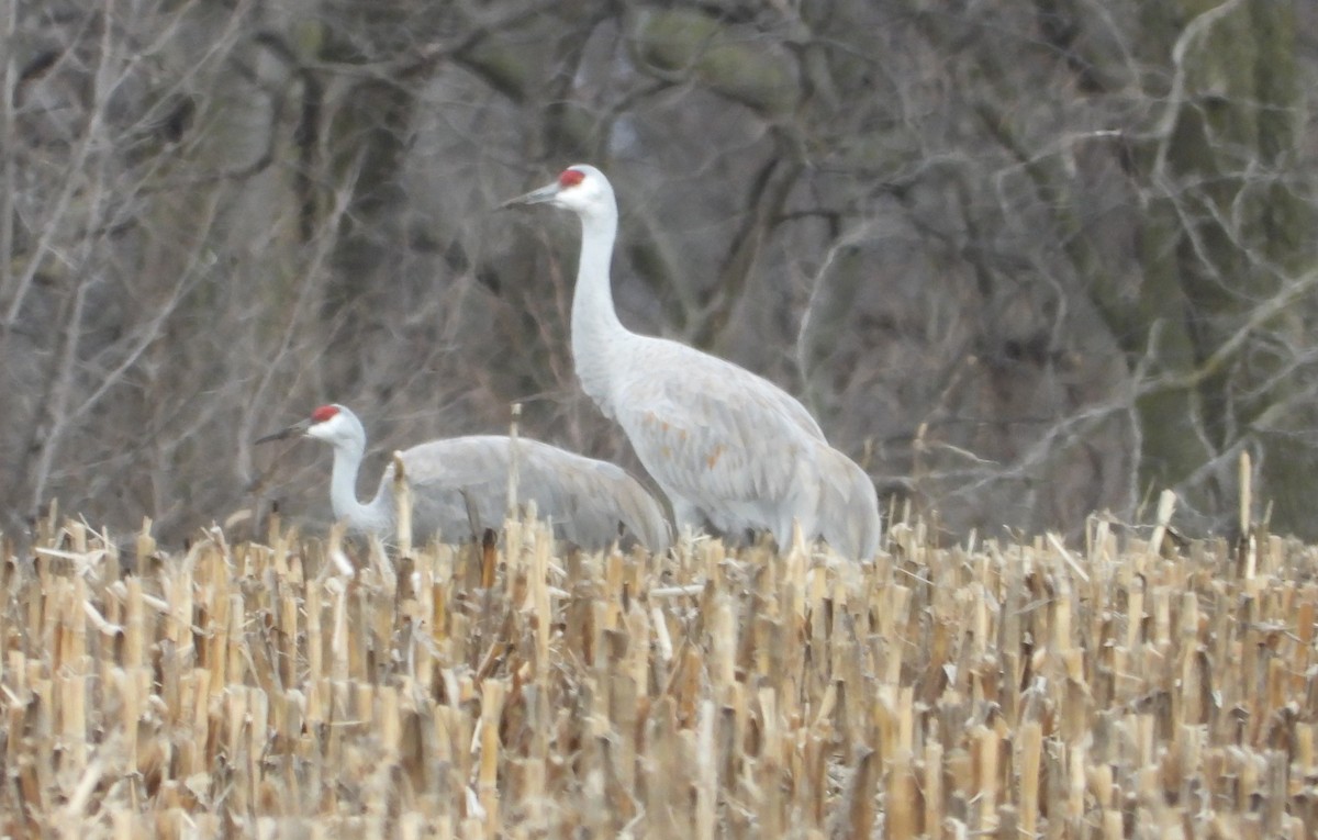 Sandhill Crane - ML612940847