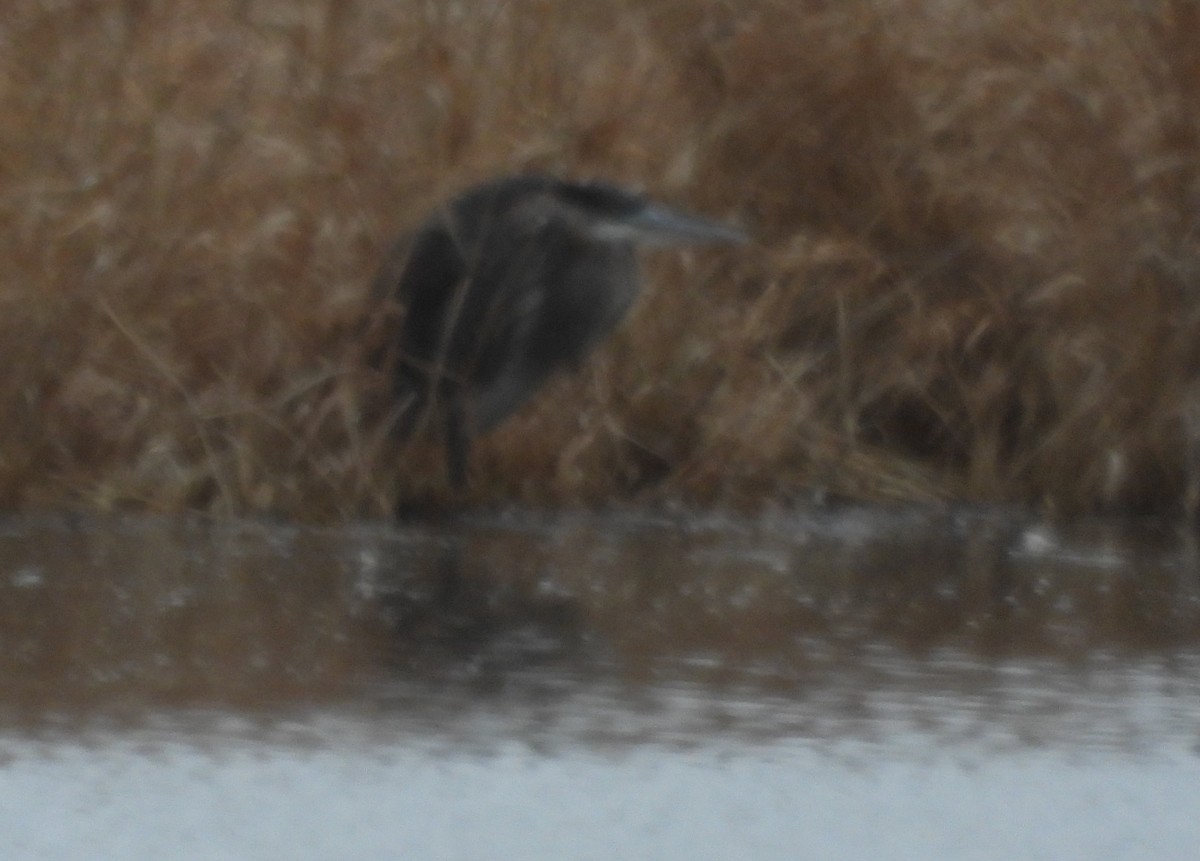 Great Blue Heron - Brent Daggett