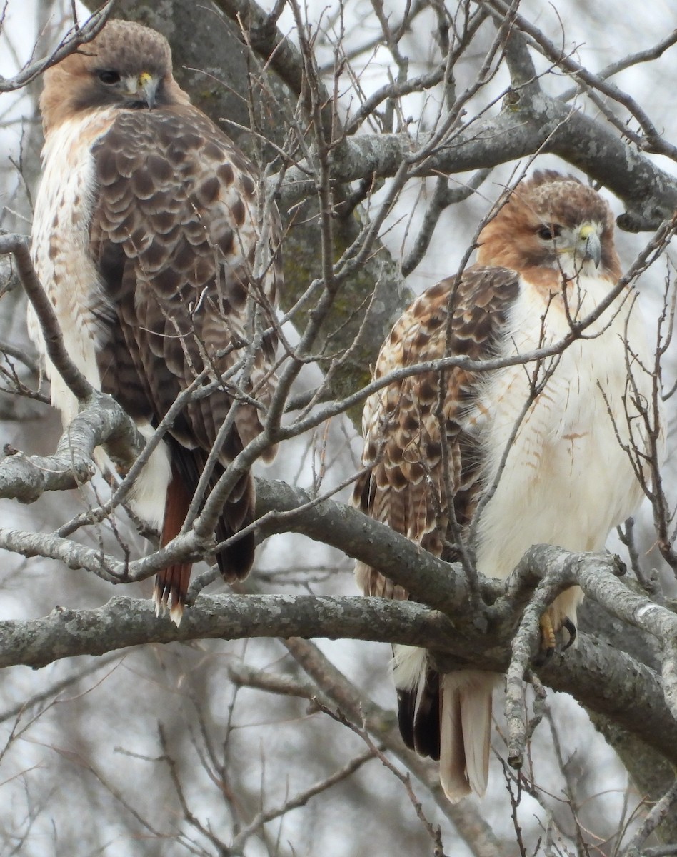 Red-tailed Hawk - ML612940894