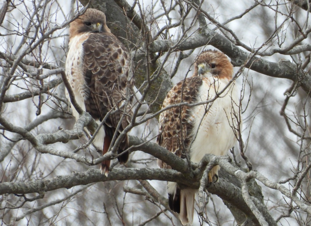 Red-tailed Hawk - ML612940895