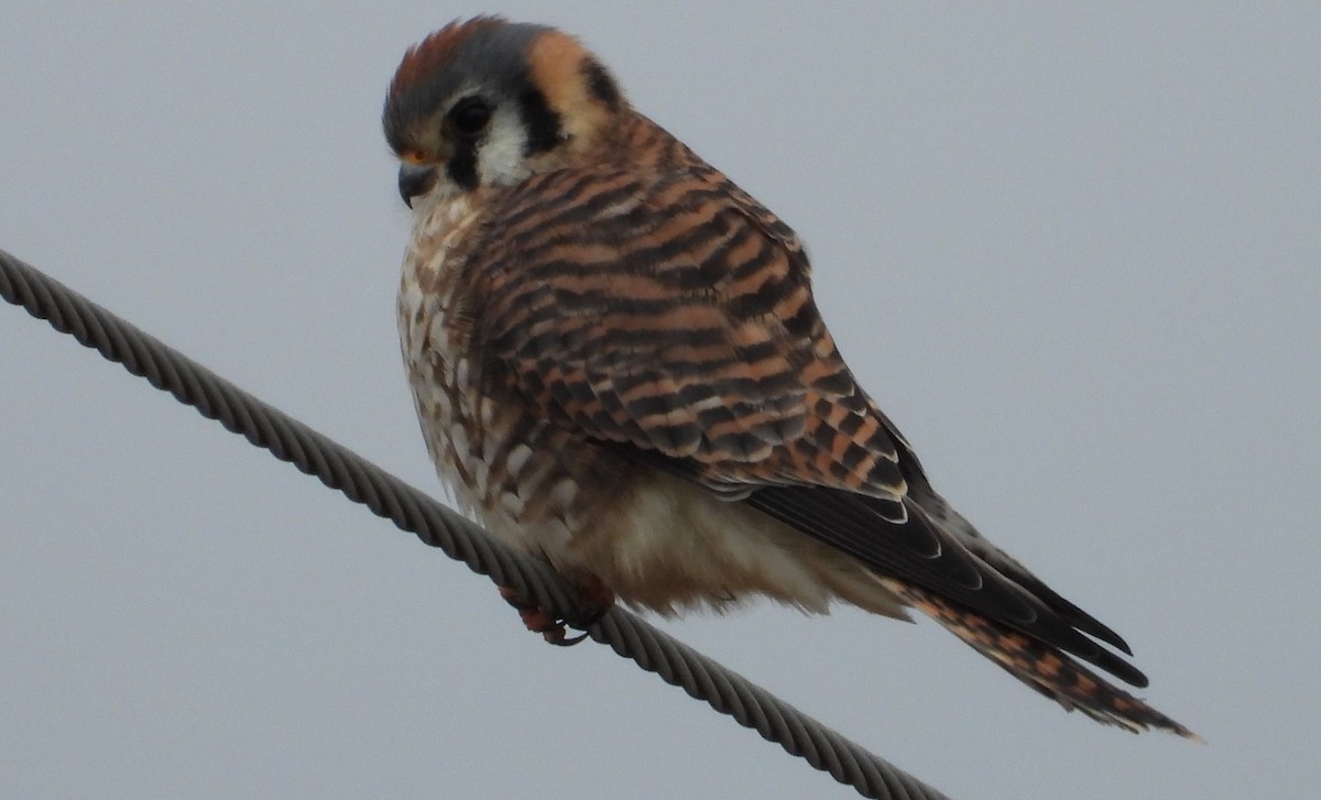 American Kestrel - ML612940928