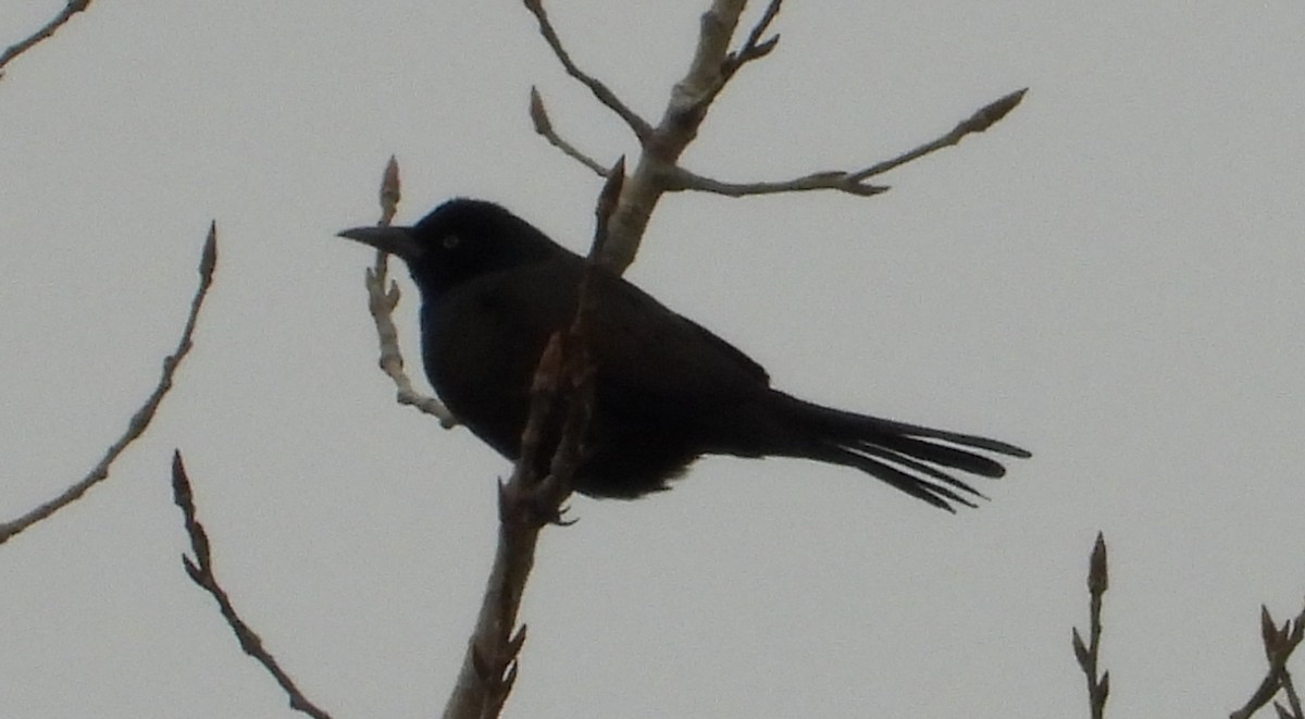 Common Grackle - ML612940937