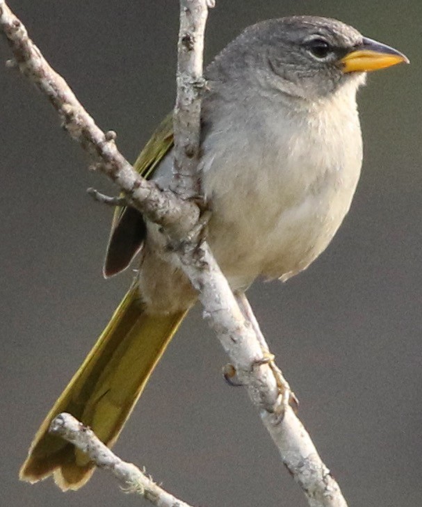 Pale-throated Pampa-Finch - Connie Lintz