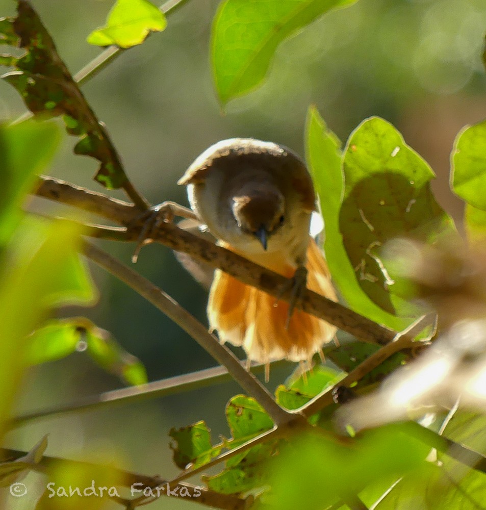 Yellow-chinned Spinetail - ML612940996