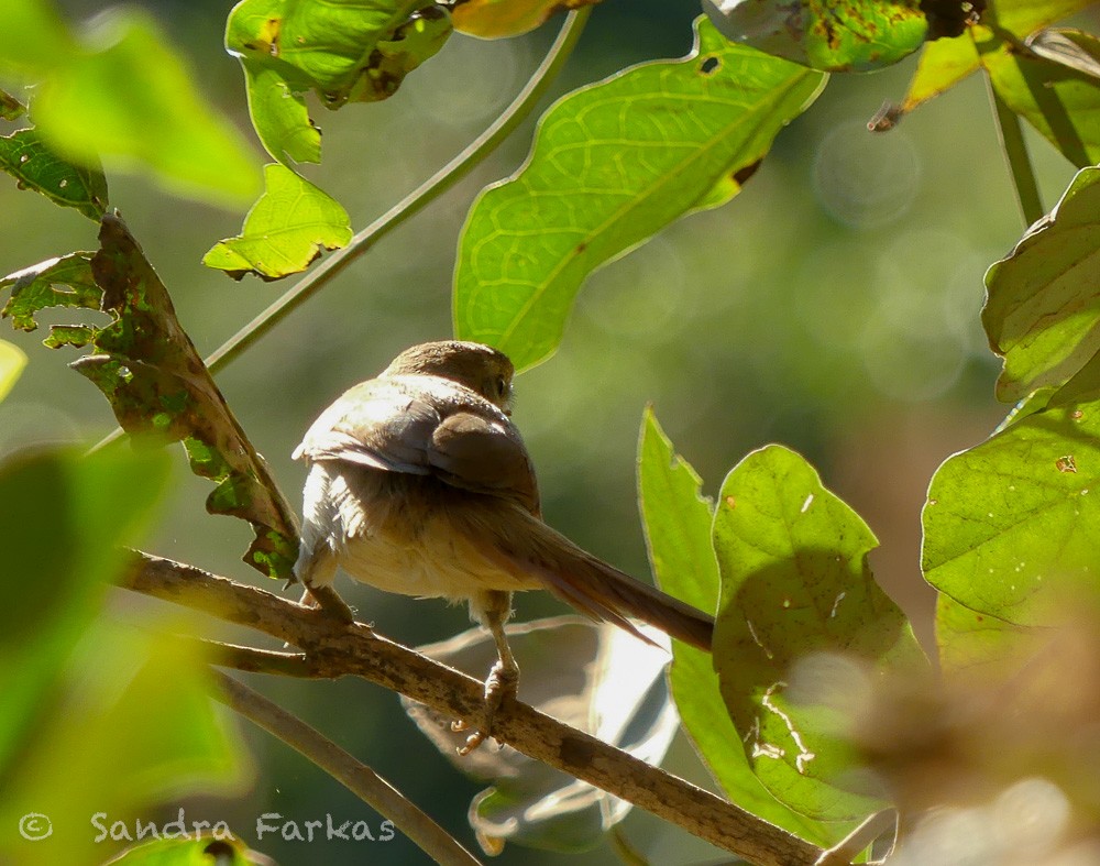 Yellow-chinned Spinetail - ML612940997