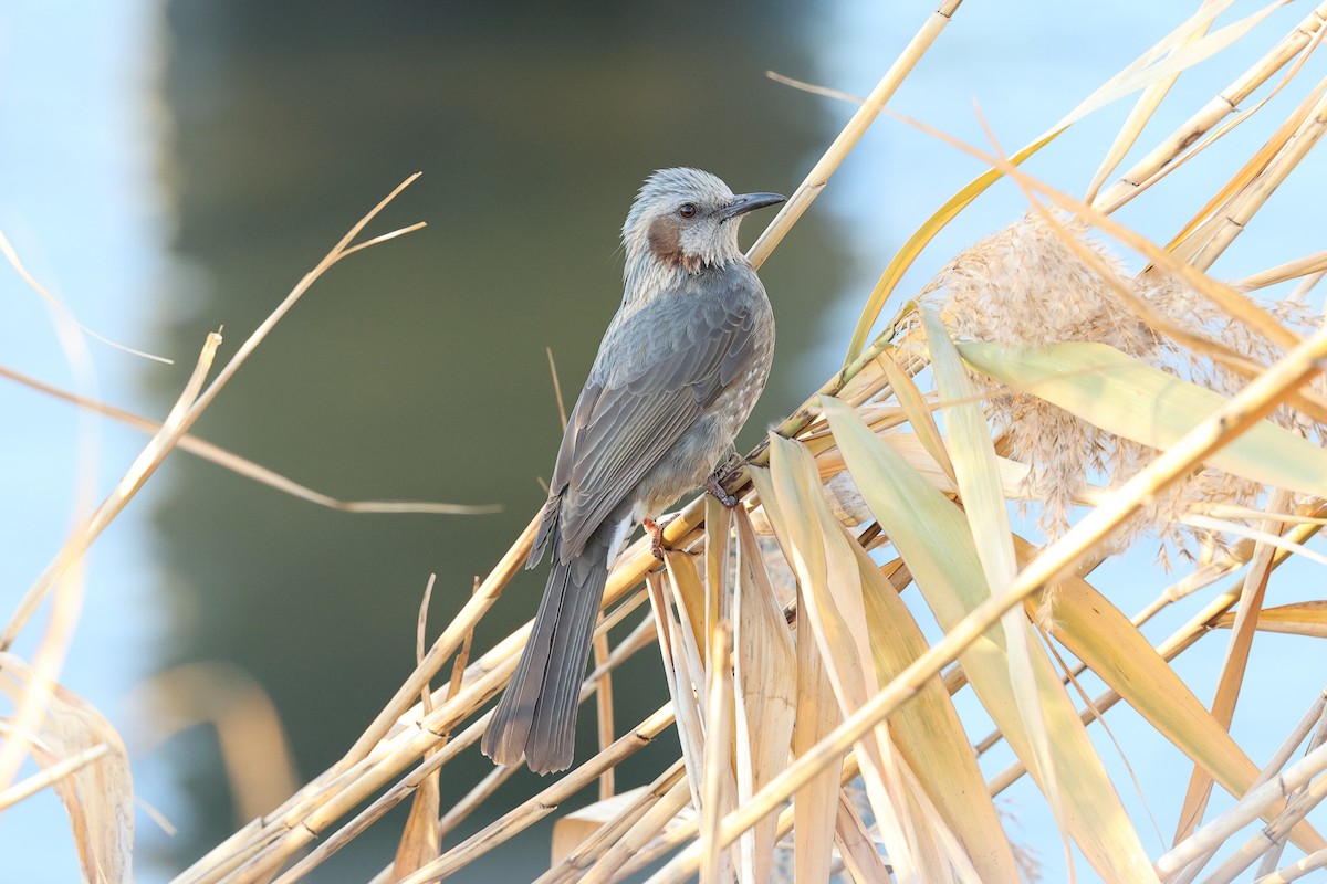 Brown-eared Bulbul - ML612941001