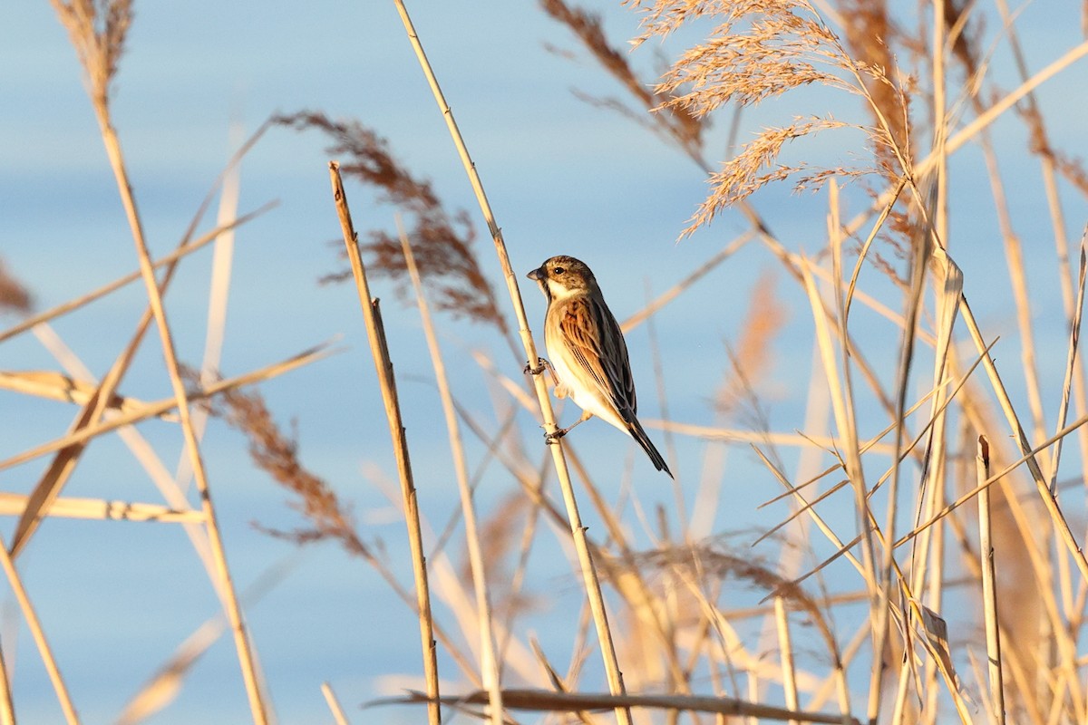 Reed Bunting - ML612941018