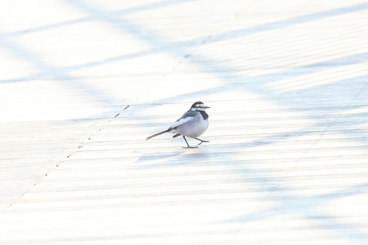 White Wagtail - ML612941037