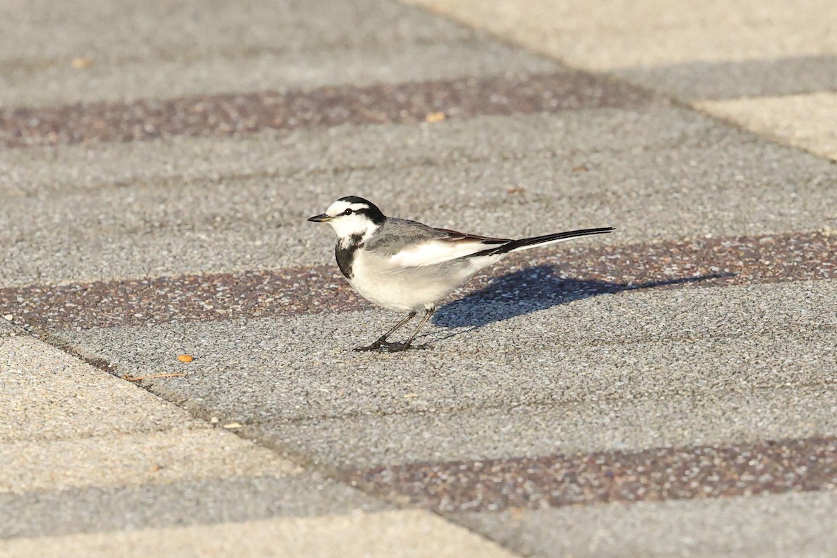 White Wagtail - ML612941038