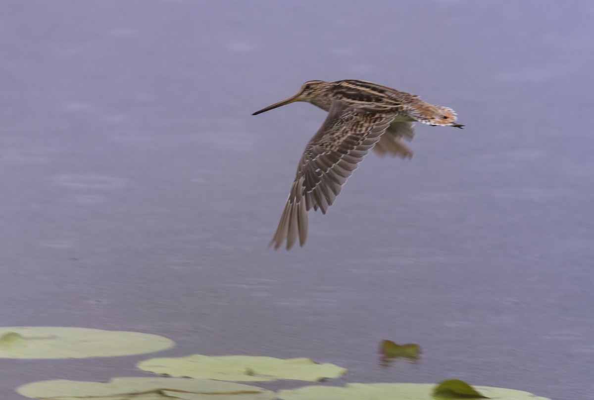 Latham's Snipe - ML612941048