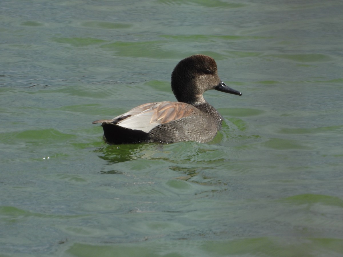 Gadwall - ML612941063