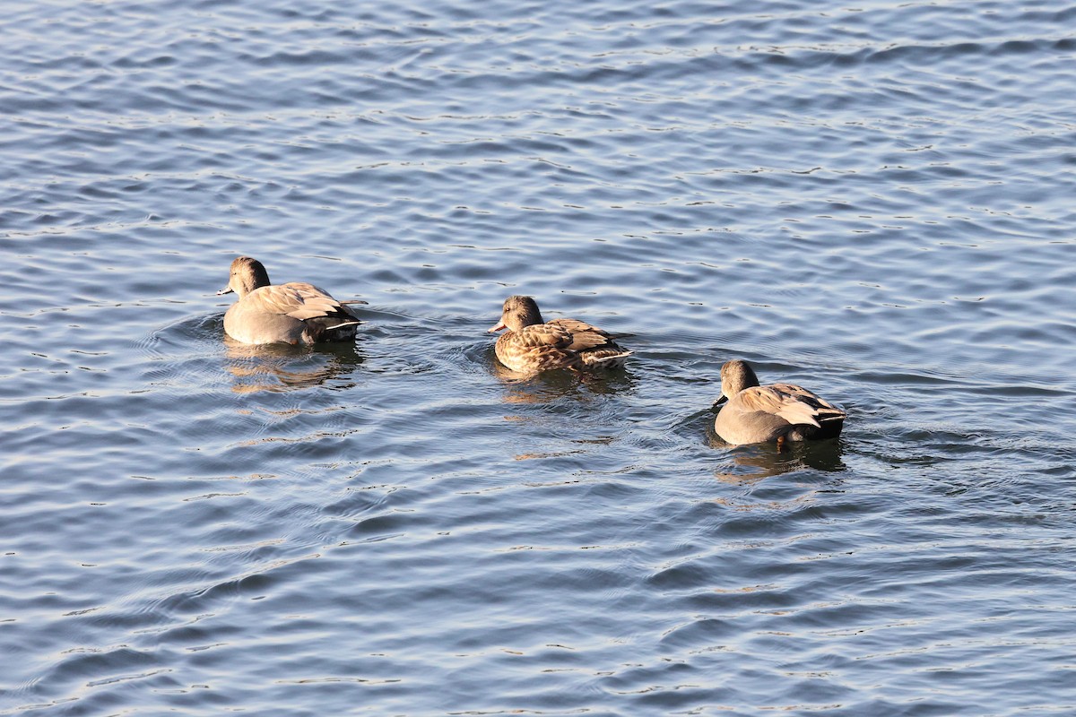 Gadwall - ML612941074