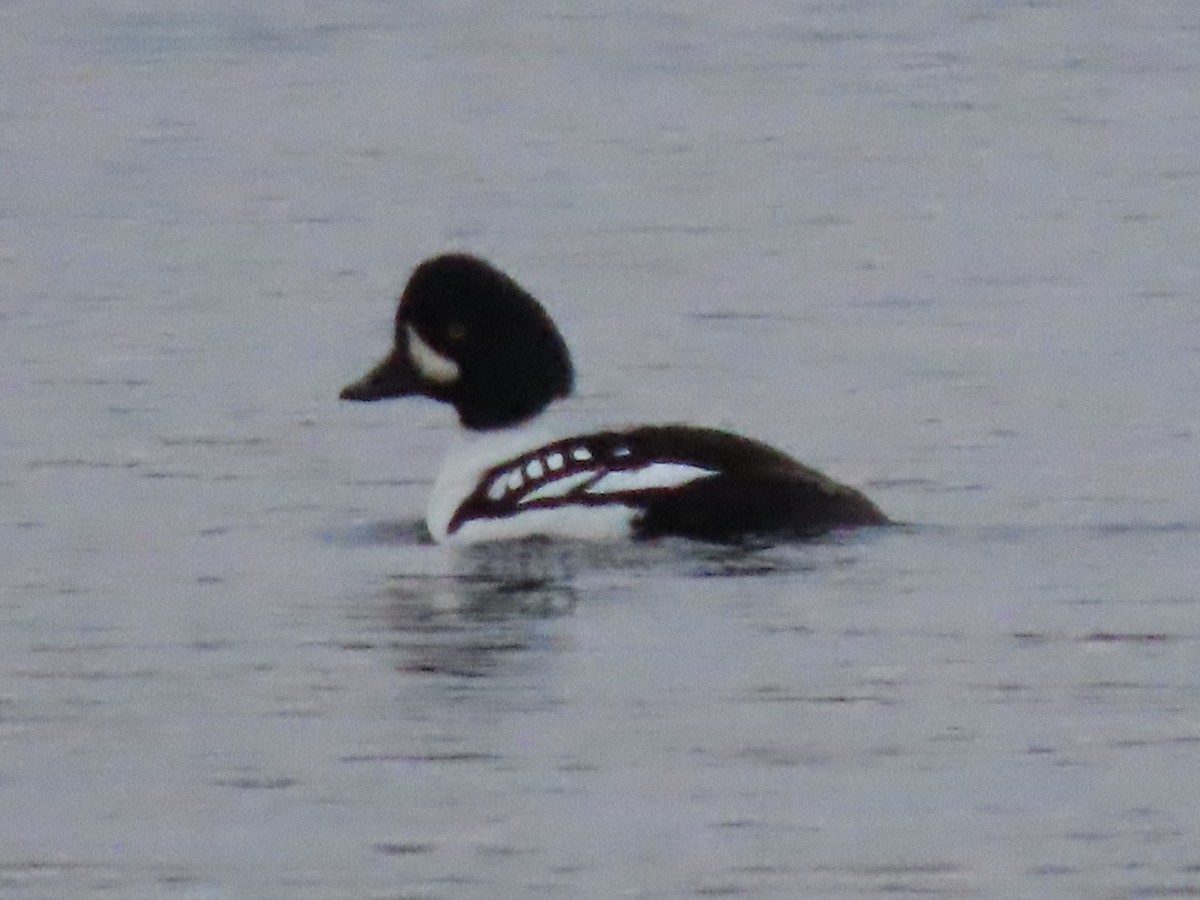 Barrow's Goldeneye - Hilda Livingstone