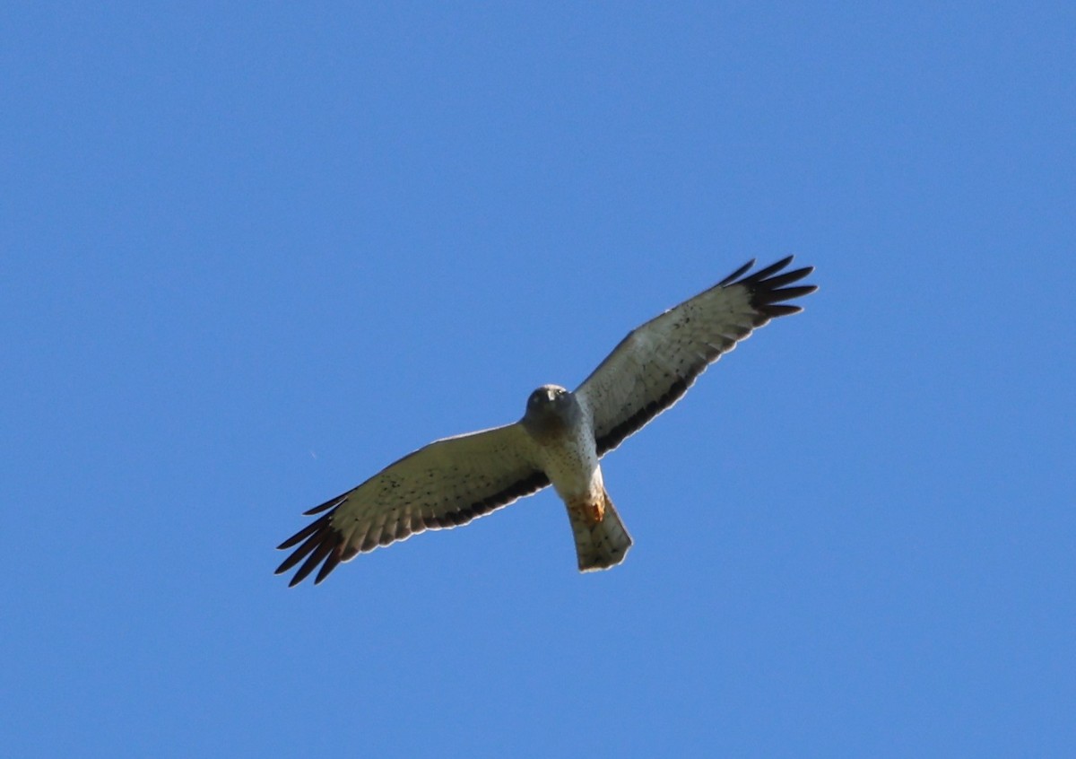 Northern Harrier - ML612941099