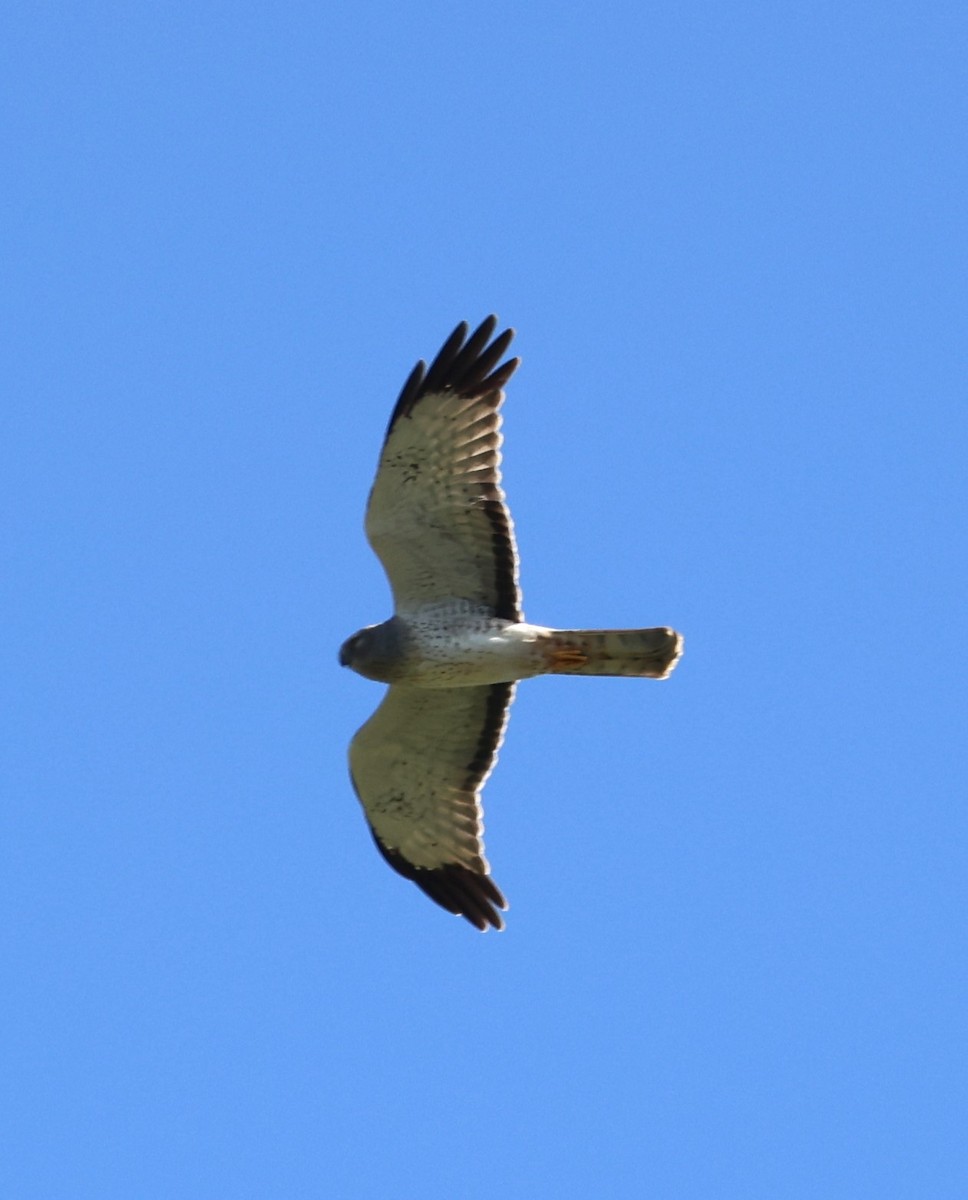 Northern Harrier - ML612941100