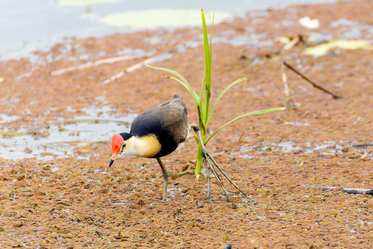 Jacana à crête - ML612941104