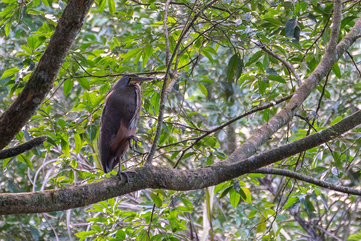 Bare-throated Tiger-Heron - ML612941109