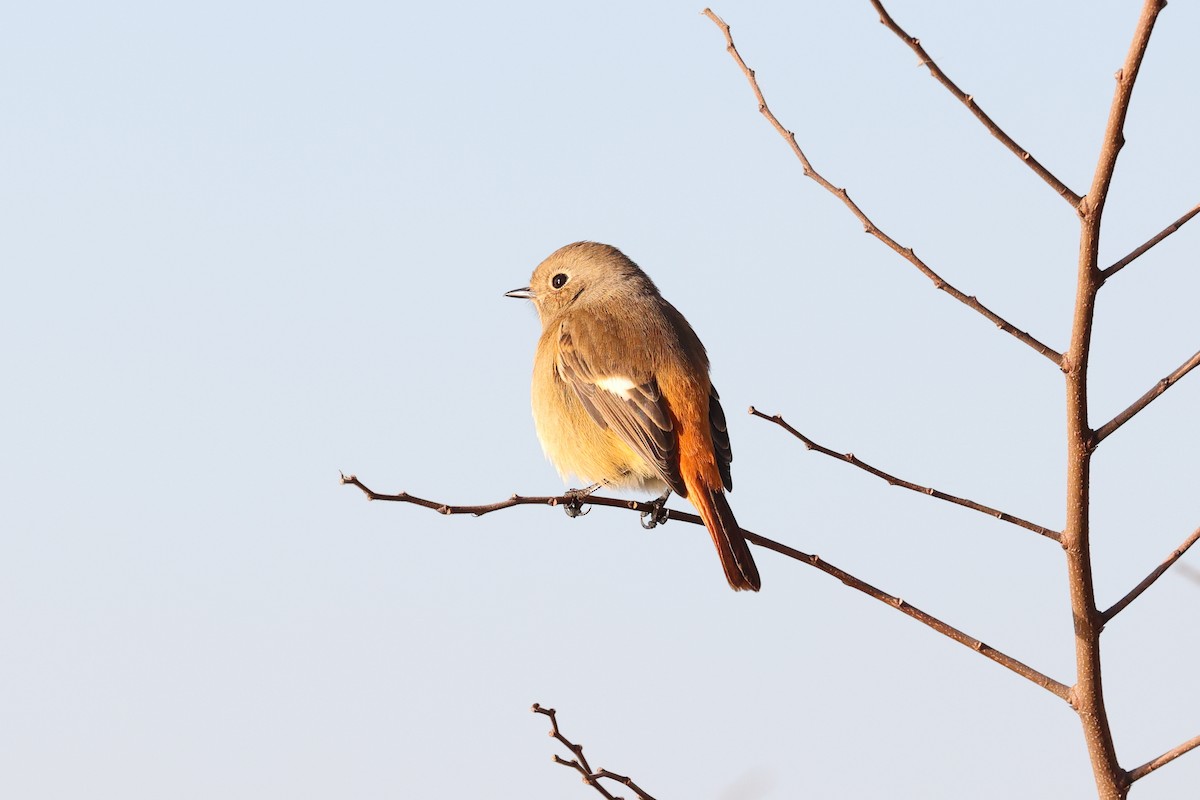 Daurian Redstart - Yiming Qiu