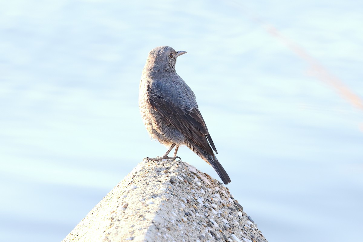 Blue Rock-Thrush - ML612941145