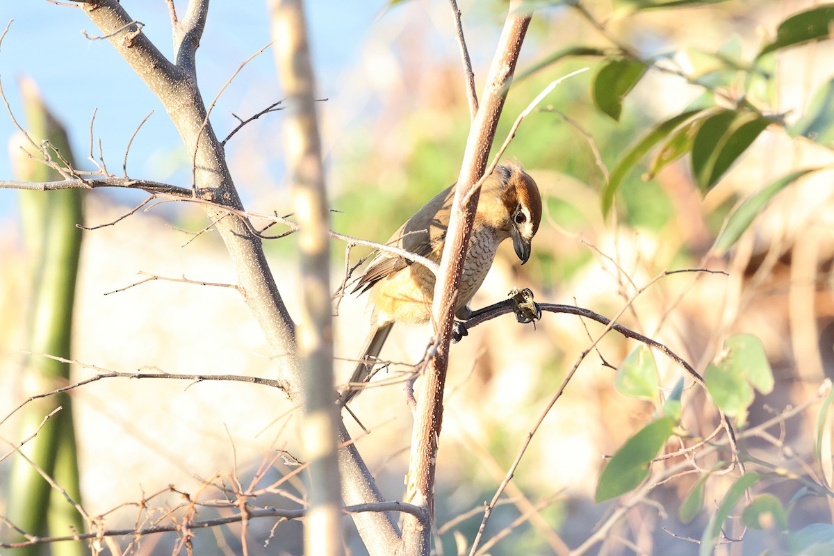 Bull-headed Shrike - ML612941165